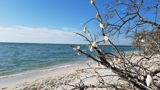 A Day at Delnor-Wiggins Pass State Park in Naples Fl